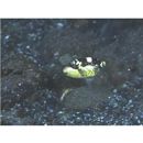 Balistoides viridescens (Bloch et Schneider, 1801)