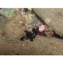 Antennarius striatus (Shaw, 1794)