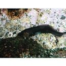 Physiculus japonicus Hilgendorf, 1879