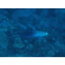 Ptereleotris evides (Jordan et Hubbs, 1925)