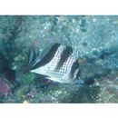 Chaetodon argentatus Smith et Radcliffe, 1911