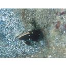 Lotilia klausewitzi Shibukawa, Suzuki et Senou, 2012