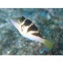 Canthigaster axiologa Whitley, 1931