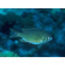 Chromis weberi Fowler et Bean, 1928