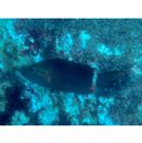 Oxycheilinus unifasciatus (Streets, 1877)