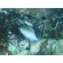 Plectroglyphidodon imparipennis (Vaillant et Sauvage, 1875)