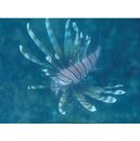 Pterois volitans (Linnaeus, 1758)