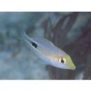 Lethrinus semicinctus Valenciennes, 1830