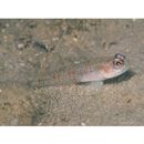 Gobiidae, indeterminate genus et species