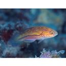 Cirrhilabrus isosceles Tea, Senou et Greene, 2016