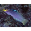 Nemateleotris helfrichi Randall et Allen, 1973