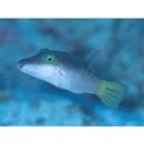 Canthigaster epilampra (Jenkins, 1903)