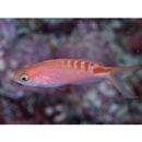 Pseudanthias lori (Fourmanoir et Laboute, 1976)