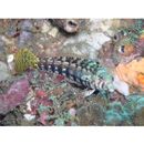 Parapercis sp. 10 (P. sp. 2 of Kuiter, 1992)