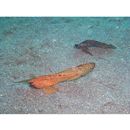 Ablabys macracanthus (Bleeker, 1852)