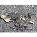 Lubricogobius exiguus Tanaka, 1915