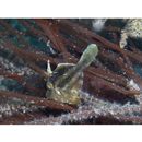 Monacanthidae, indet. gen. & sp