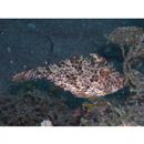 Pseudomonacanthus macrurus (Bleeker, 1856)