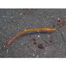 Doryrhamphus (Dunckerocampus) multiannulatus (Regan, 1903)