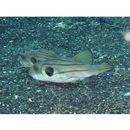 Arothron manilensis (Proce, 1822)