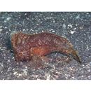 Ablabys macracanthus (Bleeker, 1852)