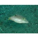 Canthigaster compressa (Proce, 1822)