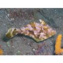 Pseudomonacanthus macrurus (Bleeker, 1856)