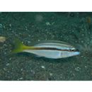 Scolopsis monogramma (Cuvier, 1830)