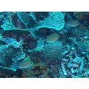 Chromis amboinensis (Bleeker, 1873)