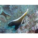 Heniochus varius (Cuvier, 1829)