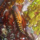 Ecsenius axelrodi Springer, 1988