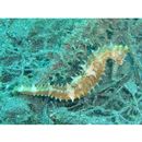 Hippocampus histrix Kaup, 1856