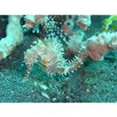 Hippocampus histrix Kaup, 1856