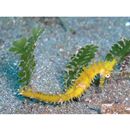 Hippocampus histrix Kaup, 1856