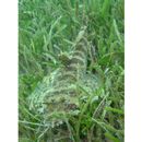 Platycephalidae, indet. gen. & sp