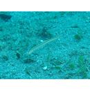 Gunnellichthys viridescens Dawson, 1968