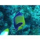 Pomacanthus navarchus (Cuvier, 1831)