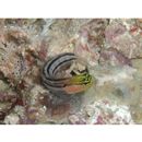 Ecsenius axelrodi Springer, 1988