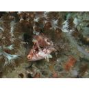 Oxycheilinus bimaculatus (Valenciennes, 1840)