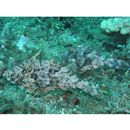 Pseudomonacanthus macrurus (Bleeker, 1856)