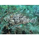 Pseudomonacanthus macrurus (Bleeker, 1856)