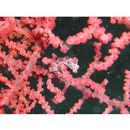 Hippocampus bargibanti Whitley, 1970