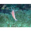 Amphiprion perideraion Bleeker, 1855