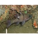 Pristicon trimaculatus (Cuvier, 1828)