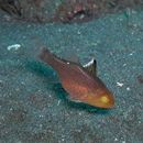 Apogon hoeveni Bleeker, 1854