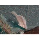 Monacanthidae, indet. gen. & sp