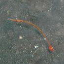 Doryrhamphus (Dunckerocampus) multiannulatus (Regan, 1903)