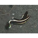 Diagramma pictum (Thunberg, 1792)