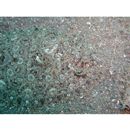 Bothus pantherinus (Ruppell, 1830)