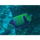 Pomacanthus navarchus (Cuvier, 1831)